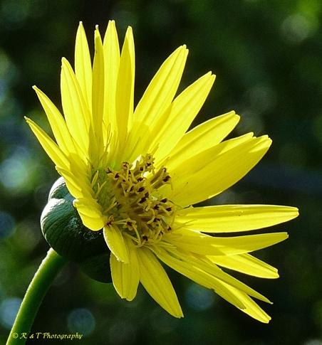 {Silphium terebinthinaceum}